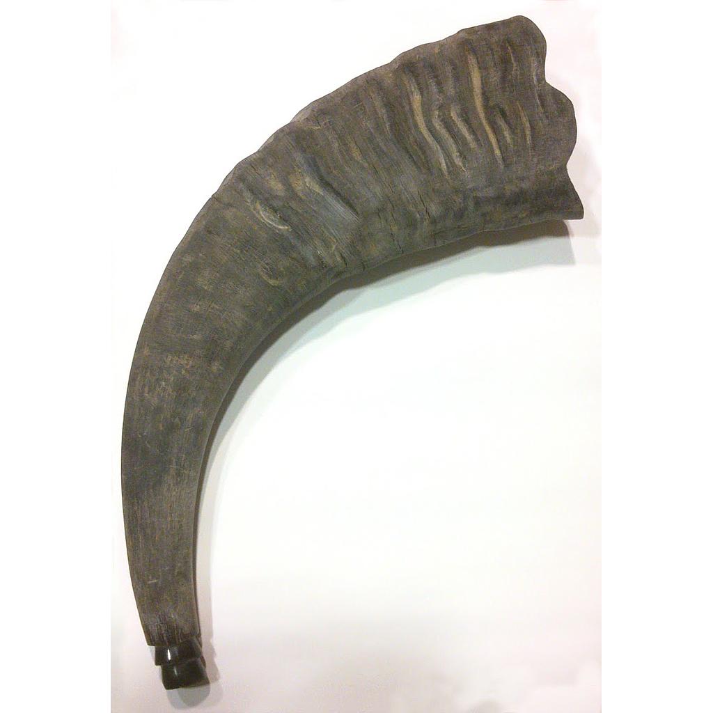 Szarvkürt (40-42cm)